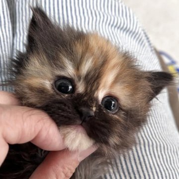 ミヌエット(長足)【広島県・女の子・2025年5月3日・トーティーシェル（ロングヘア）】の写真「KAWAIIきょうだいデビュー♥」