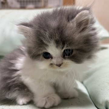 ミヌエット(長足)【広島県・男の子・2025年9月17日・ブルータビー&ホワイト（ロングヘア）】の写真「人気の毛色の子です♪ご予約はお早めにどうぞ」