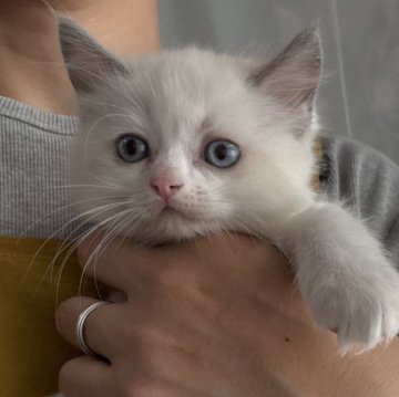 ラグドール【広島県・男の子・2025年10月6日・ブルーポイントバイカラー（ロングヘア）】の写真「冬のラグのご予約はお早めにどうぞ🎵早い者勝ちです」