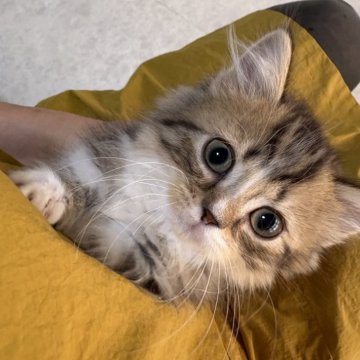 ミヌエット(短足)【広島県・男の子・2025年9月7日・ブラウンタビー&ホワイト（ロングヘア）】の写真「ちょこまか走る！短足キッズ⭐️」