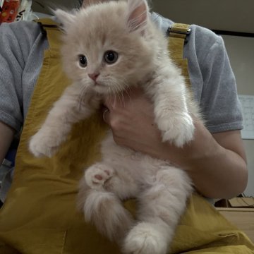 ミヌエット(長足)【広島県・男の子・2025年9月7日・クリーム&ホワイト（ロングヘア）】の写真「コロムチきょうだいデビューします♪」