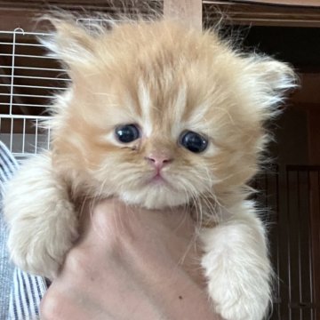 ミヌエット(長足)【広島県・男の子・2025年5月3日・レッドタビー（ロングヘア）】の写真「KAWAIIきょうだいデビュー♥」