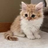 ミヌエット(短足)
