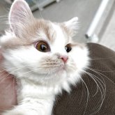 ミヌエット(短足)