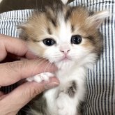 ミヌエット(短足)