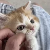 ミヌエット(長足)