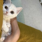 ミヌエット(短足)