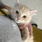 ミヌエット(長足)