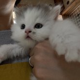 マンチカン(長足)