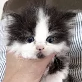 ミヌエット(短足)