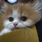 ミヌエット(長足)