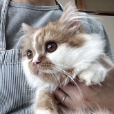 ミヌエット(短足)