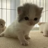 ミヌエット(長足)