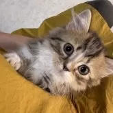 ミヌエット(短足)