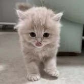 マンチカン(長足)【広島県・男の子・2025年8月3日・クリームタビー&ホワイト】の写真1