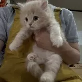 ミヌエット(長足)