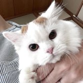 ミヌエット(短足)