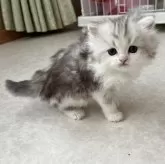 ミヌエット(長足)【広島県・男の子・2025年2月10日・シルバータビー&ホワイト】の写真1