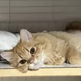 ミヌエット(長足)