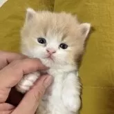 ミヌエット(短足)