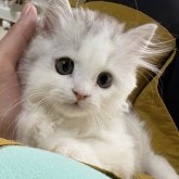マンチカン(長足)