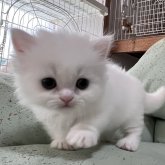 マンチカン(短足)