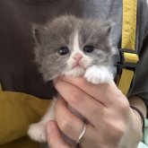 マンチカン(長足)