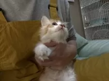 ミヌエット(長足)【広島県・男の子・2025年9月7日・レッドタビー&ホワイト】の写真2