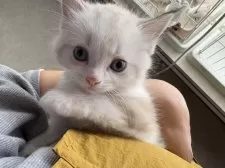 ラグドール【広島県・男の子・2025年10月6日・シールリンクスポイントバイカラー】の写真2