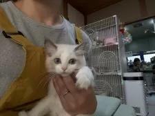 ラグドール【広島県・男の子・2025年8月26日・ブルーポイントバイカラー】の写真3