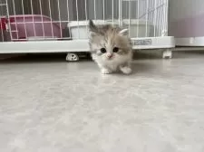 ミヌエット(短足)【広島県・女の子・2025年2月10日・シルバーパッチドタビー&ホワイト】の写真4