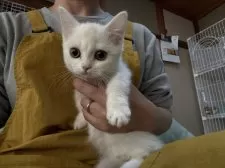 ミヌエット(短足)【広島県・女の子・2025年9月7日・クリームホワイトバン】の写真4