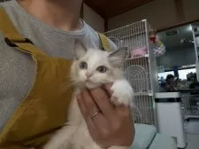 ラグドール【広島県・男の子・2025年8月26日・ブルーポイントバイカラー】の写真4