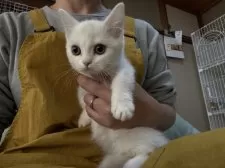 ミヌエット(短足)【広島県・女の子・2025年9月7日・クリームホワイトバン】の写真5