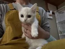 ミヌエット(短足)【広島県・女の子・2025年9月7日・クリームホワイトバン】の写真7