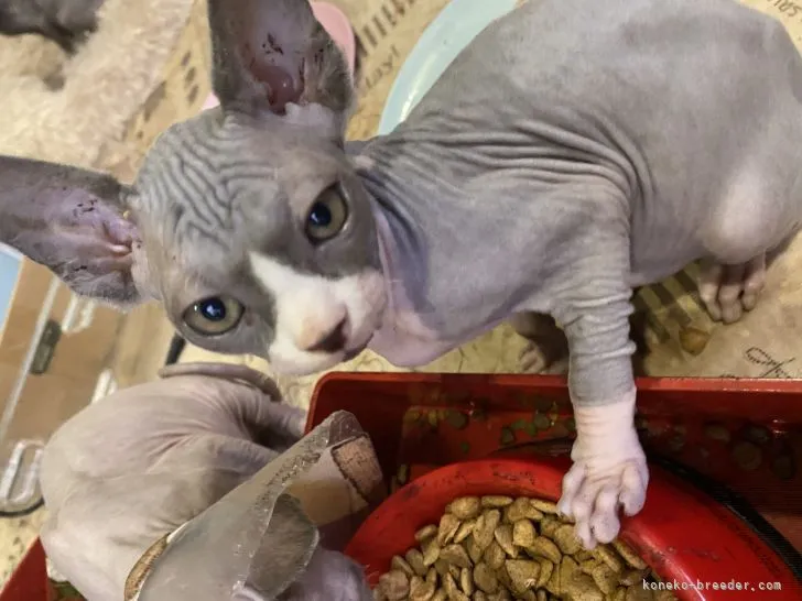 ID：2105-01870の子猫