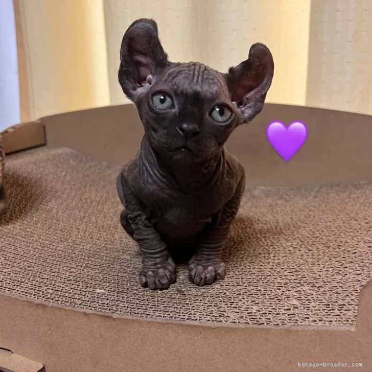 ID：2404-03368の子猫