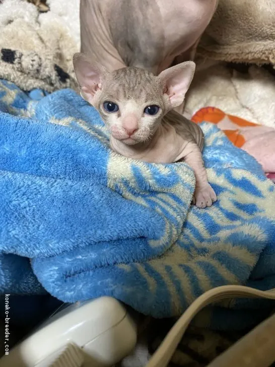 ID：2102-01694の子猫