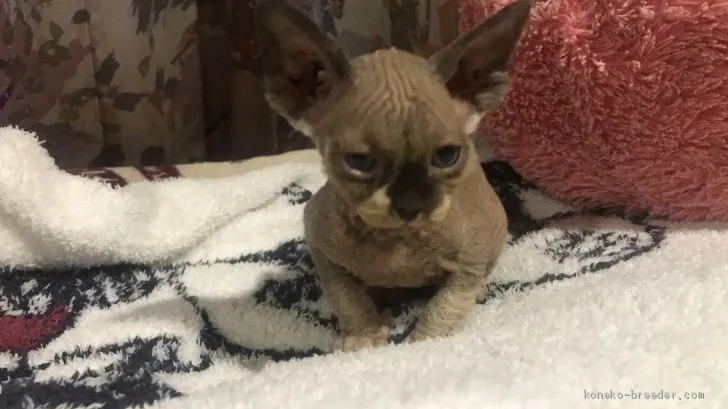 ID：2005-02293の子猫