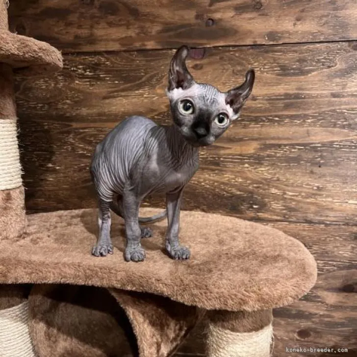 ID：2302-01636の子猫