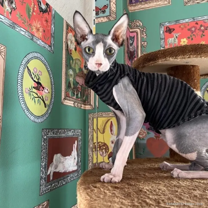 ID：2210-00046の子猫