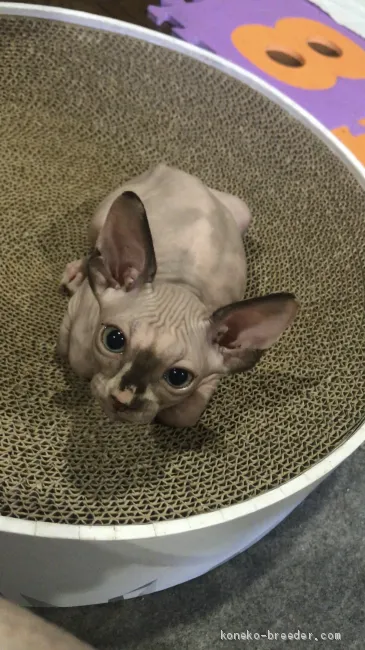 ID：1907-00453の子猫