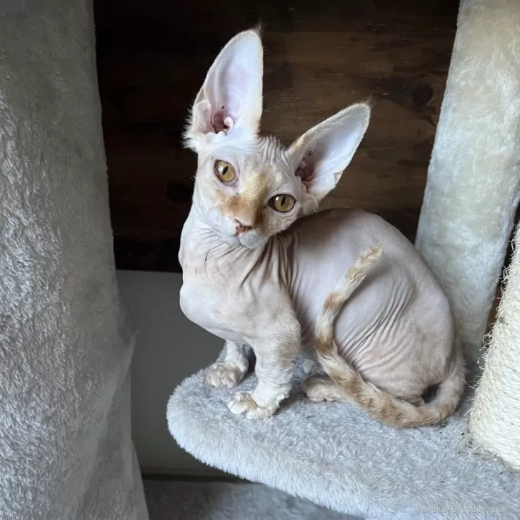 ID:2310-02875の子猫