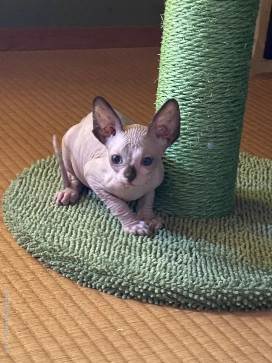 ID:2105-02487の子猫
