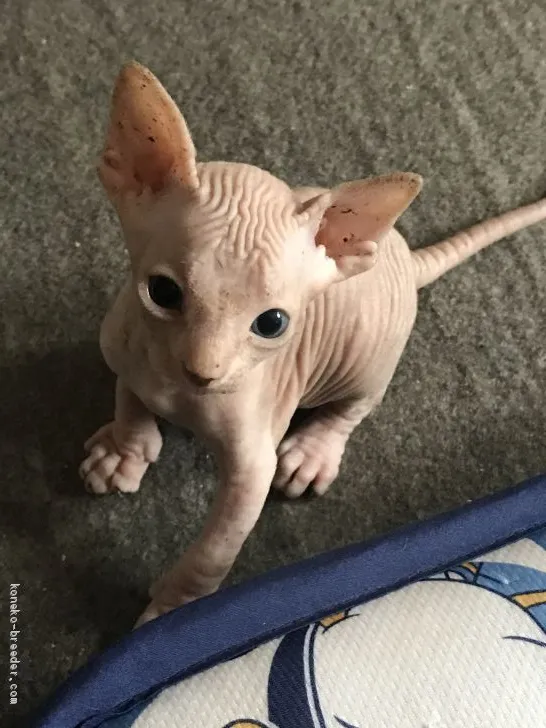 ID:1907-00489の子猫