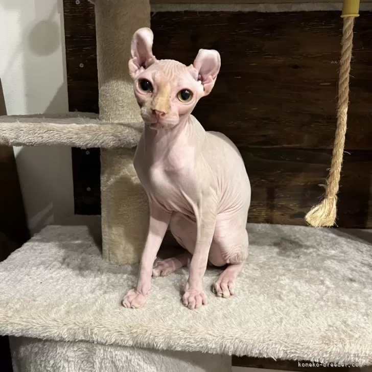 ID:2404-03370の子猫