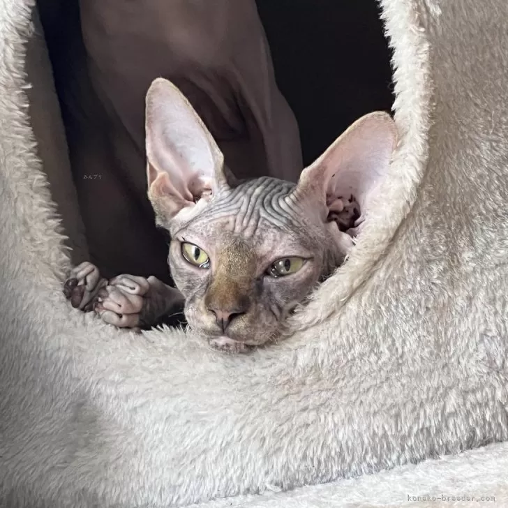 ID:2404-02689の子猫