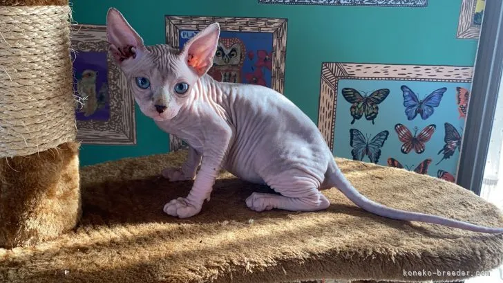 ID：2110-00813の子猫