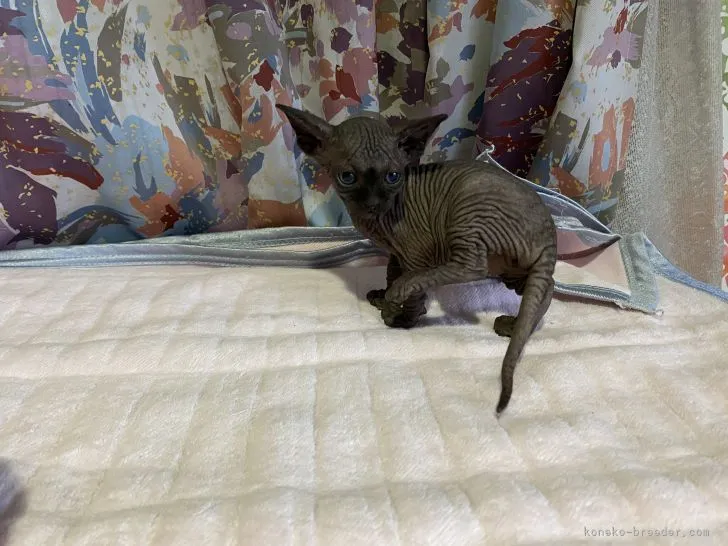 ちびなな 様のお迎えした子猫