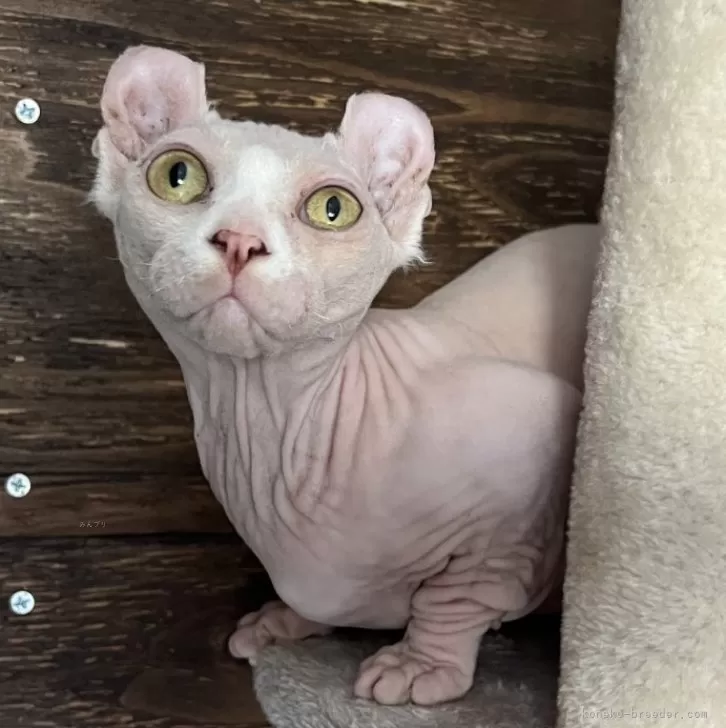 ID：2308-02153の子猫